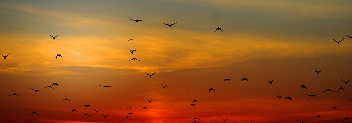 Birds flying into the sunset
