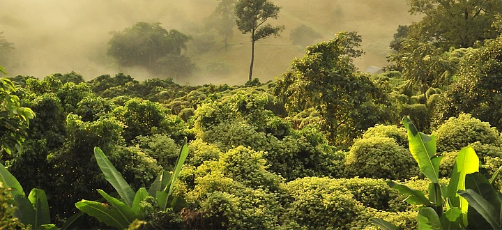 Agile TYPO3 Development Brings WWF Germany’s Mission to Life Online